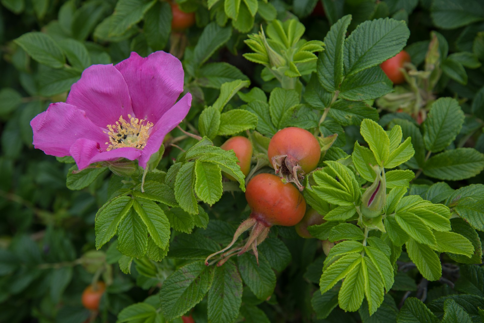 Шиповник морщинистый (Rosa rugosa) - PictureThis